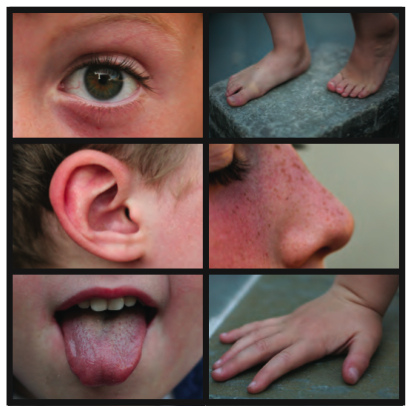 senses senses Senses, Limits, And Door Cracks: Why We Might Not Be Experiencing The ‘Real’ World