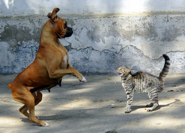 cat-dog-person-personality cat dog person personality Are You Dog or Cat?